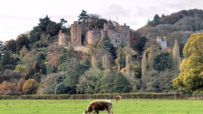 An exterior view of Dunster Castle from the A39, taken in Autumn. The Castle is bathed in winter sunshine and a cow grazes in the foreground.